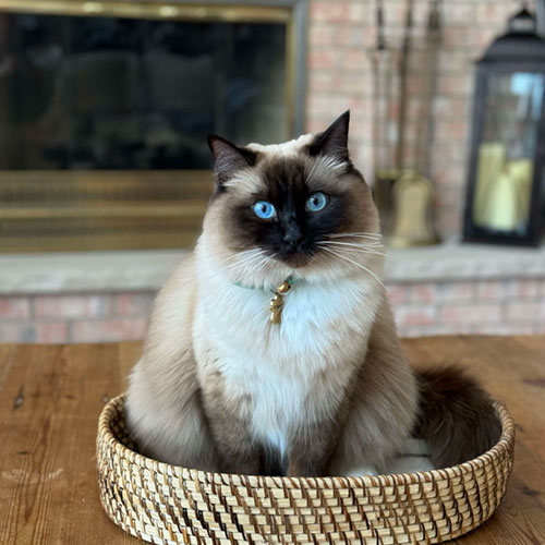 Seal mitted girls Ragdoll kittens