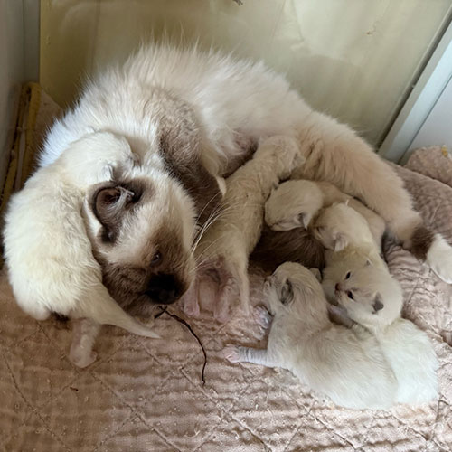 Seal mitted boys Ragdoll kittens