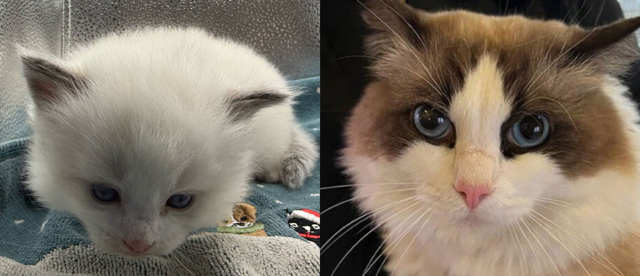 Seal bicolor male Ragdoll Kittens