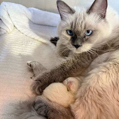 Blue lynx point male Ragdoll kitten