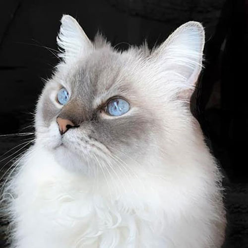 Blue lynx point female Ragdoll kitten