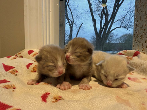 Seal mink mitted Ragdoll Kittens