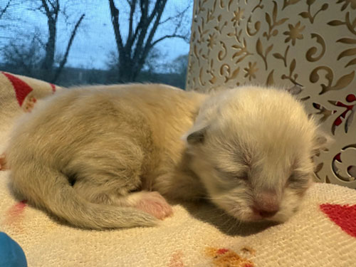 Seal mink mitted Ragdoll kitten