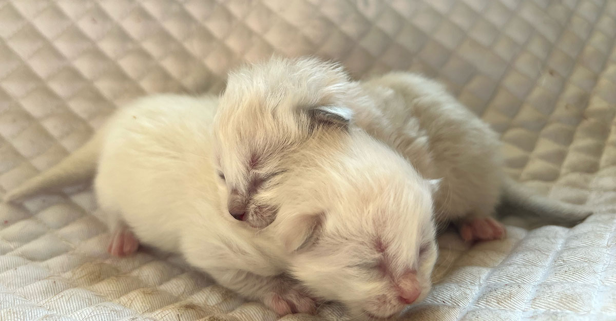 Seal Mitted and Blue Point Ragdoll Kittens for Sale