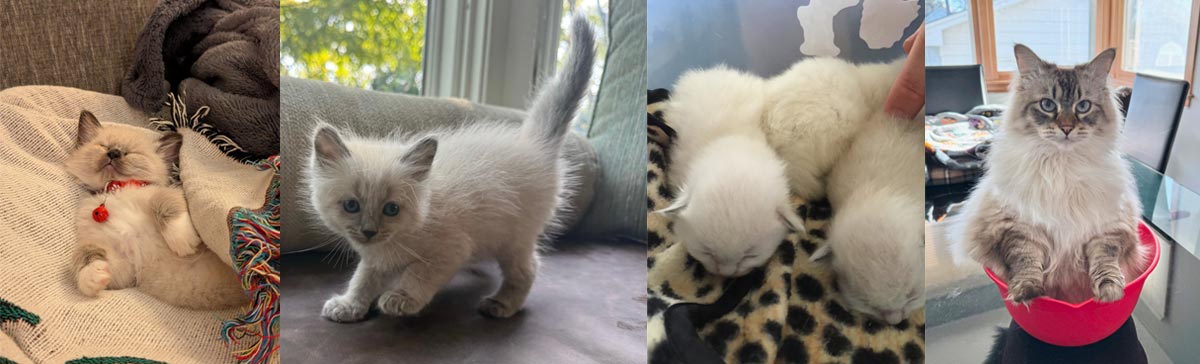 Seal Mitted, Blue Point,  and  Seal Lynx Ragdoll Kittens