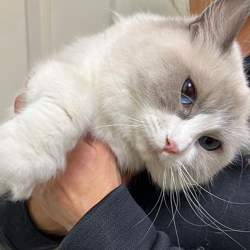 Blue Bicolor Ragdoll Cat | Our Breeder Cats