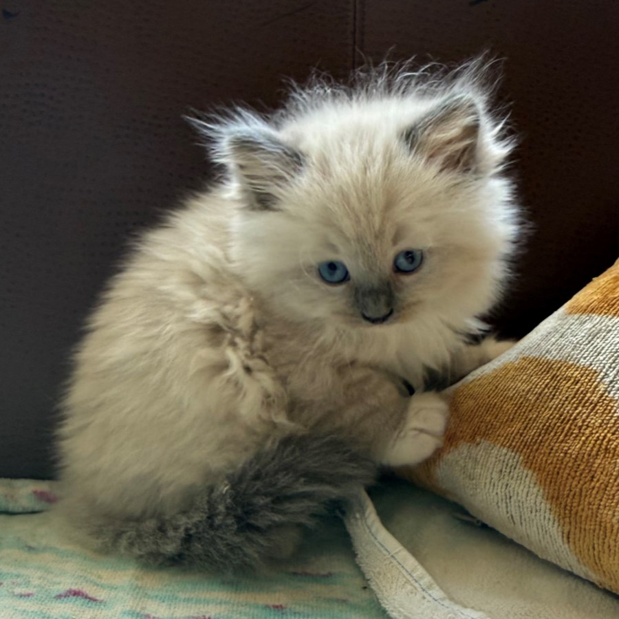 Blue Bicolor Ragdoll Kittens