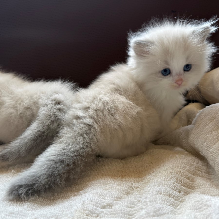 Blue Bicolor Ragdoll Kitten