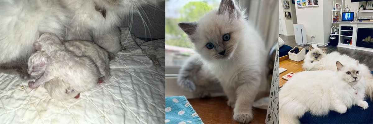 Blue Lynx Male/Female and Blue Point Male/Female Ragdoll Kittens