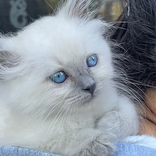 blue ragdoll kitten