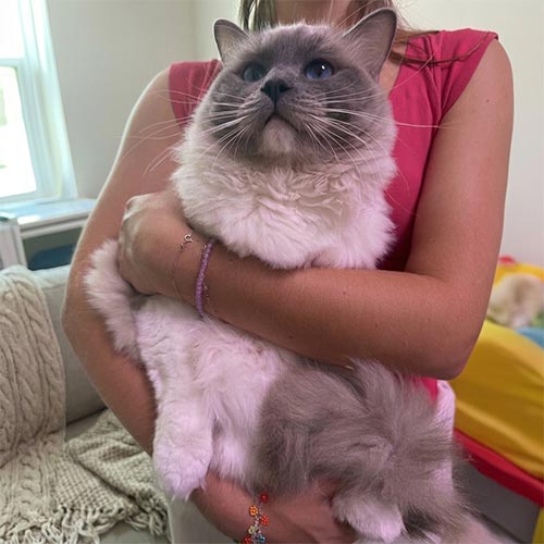 Boots Blue Mitted Male Cat | Our Breeder Cats