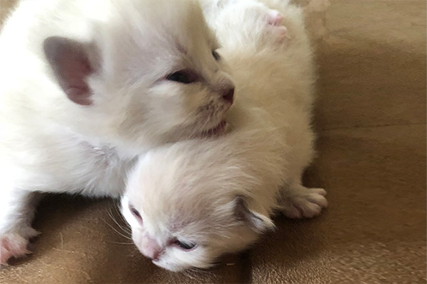 Available Kittens Midwest Ragdolls