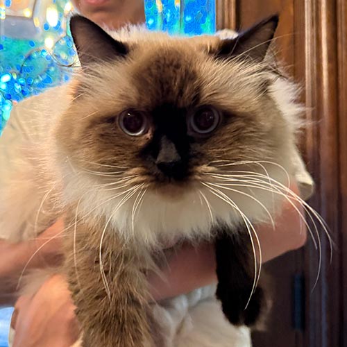 Seal Point Ragdoll Cat | Our Breeder Cats