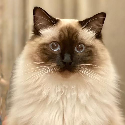 eal Mitted Ragdoll Cat | Our Breeder Cats