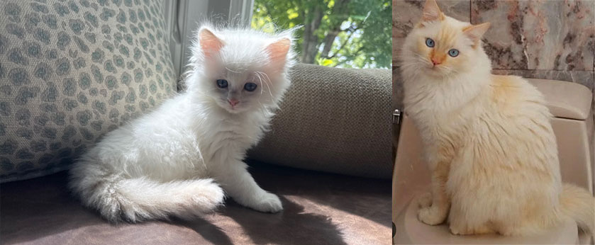 Flame Male Ragdoll Kitten Available in May