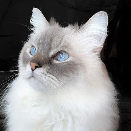 Blue Lynx Ragdoll Cat | Our Breeder Cats