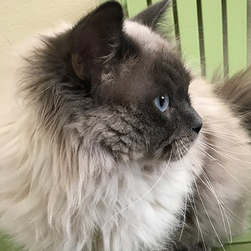 Blue Colorpoint Ragdoll Cat | Our Breeder Cats