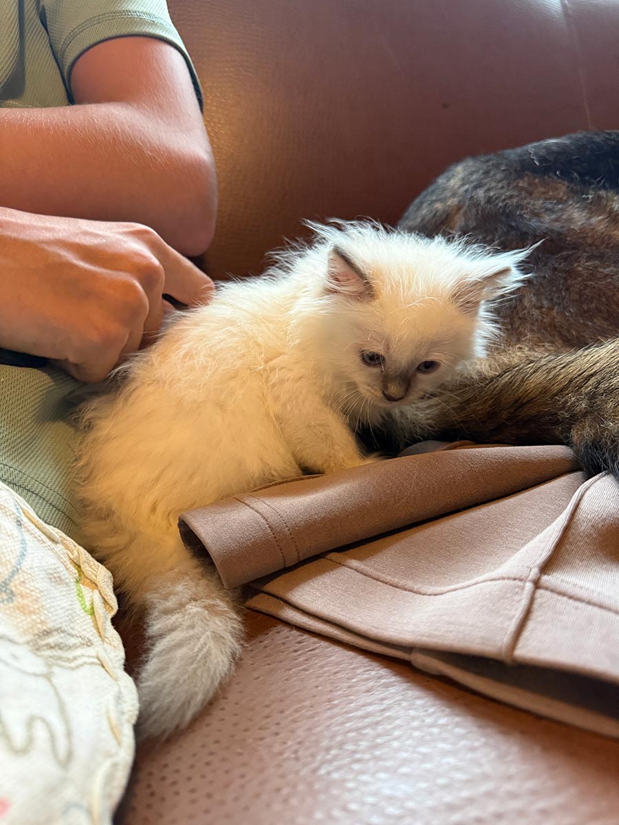 Blue Mitted and Point Boy and Girl Ragdoll Kittens