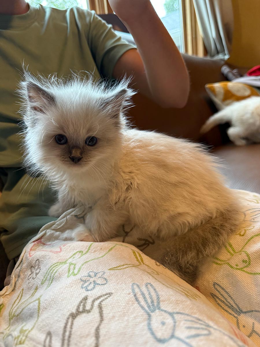 Blue Mitted Ragdoll Kittens for Sale