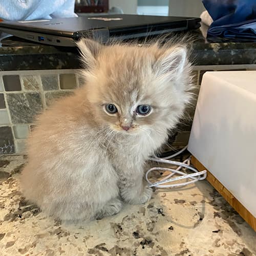 Mink Ragdoll Kittens for Sale