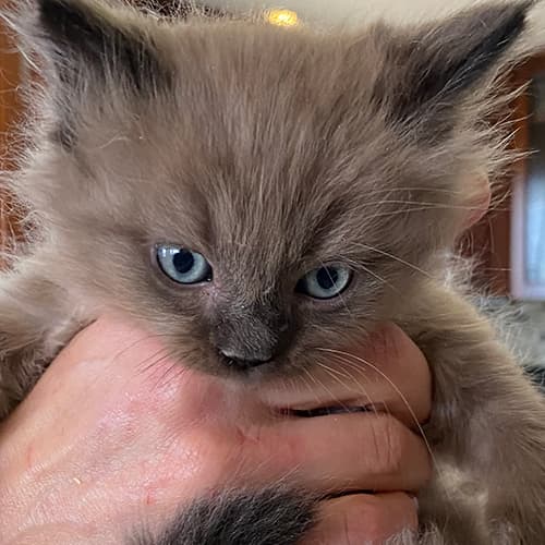 Blue and Seal Mink Ragdoll Kittens for Sale