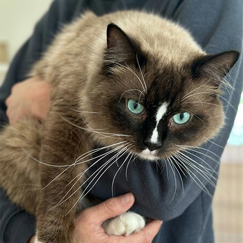 Mink Mitted Ragdoll Cat | Our Breeder Cats