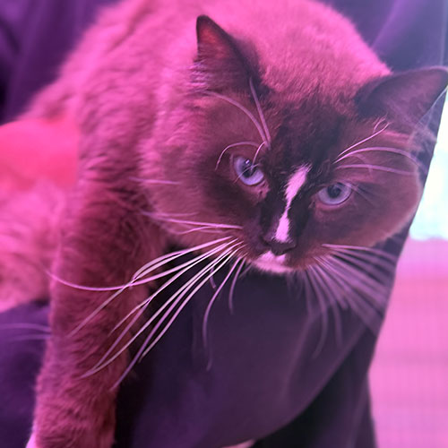 Mink Mitted Ragdoll Cat | Our Breeder Cats