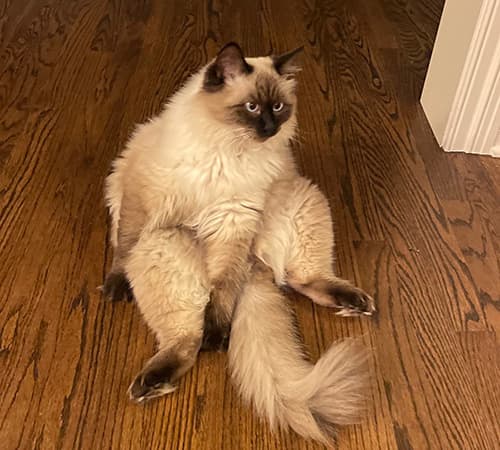 Ragdoll Kittens for Sale from a Midwest Ragdoll Breeder