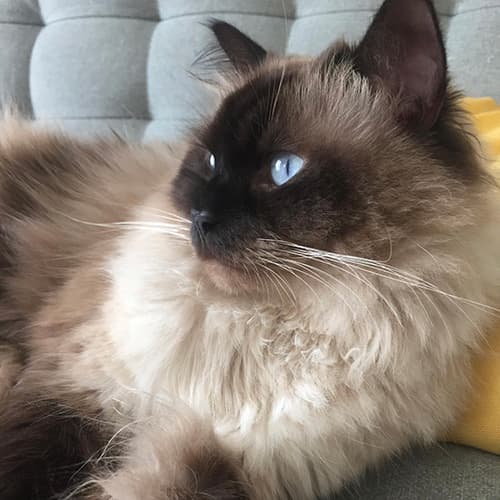 Ragdoll Genetic Testing, Ragdoll HCM Testing & Breeding Standards