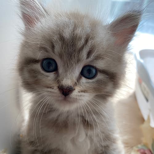 Ragdoll Genetic Testing & Breeding Standards