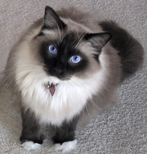 When You Should Bring Home Your Ragdoll Kitten