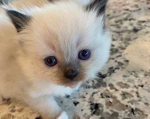 Information About Ragdoll Kittens