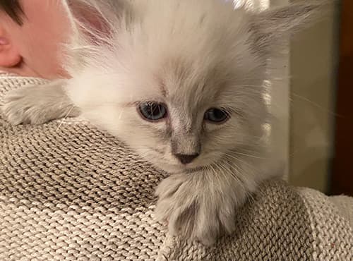 Ragdoll Kittens for Adoption