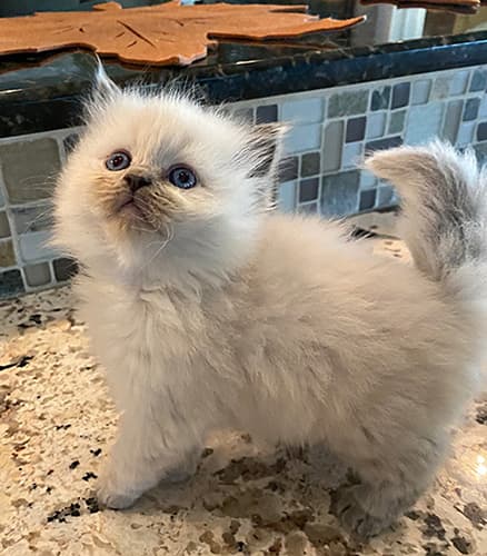 white ragdoll kitten