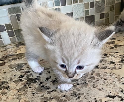 Purebred Ragdoll Kittens for Sale in the Midwest