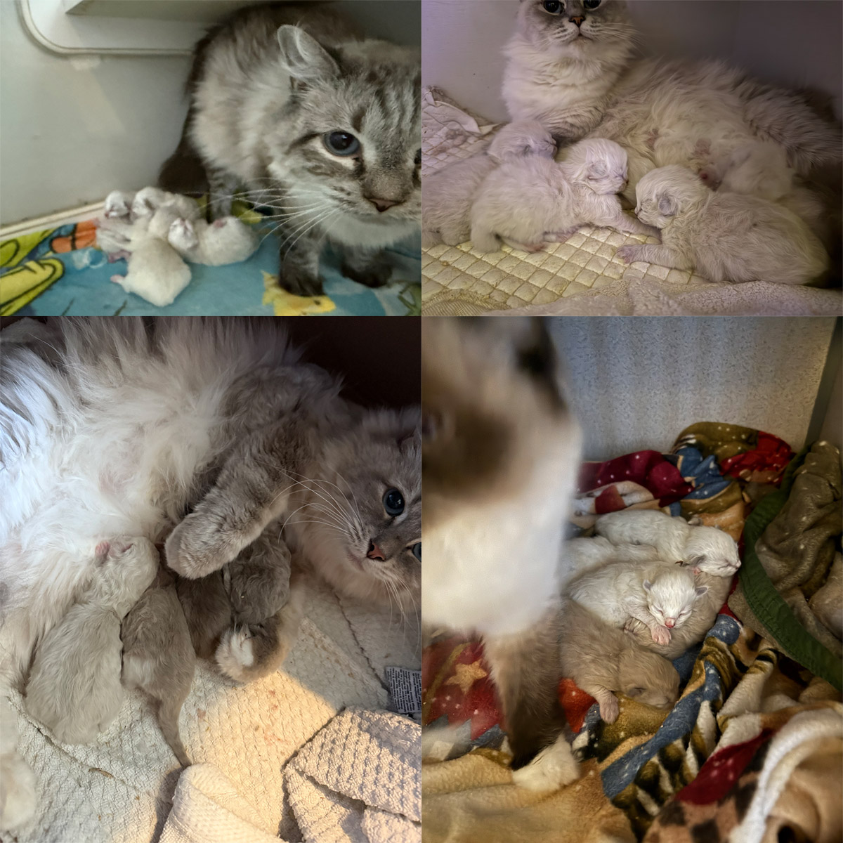 Ragdoll Kittens for Sale