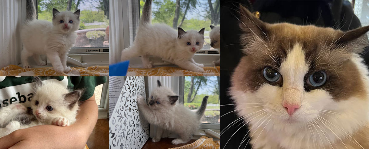 Seal Bicolor Male Ragdoll Kittens