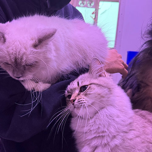 Stripes - Seal Lynx Ragdoll & Snowshoe - Blue Mitted Ragdoll | Our Breeder Cats